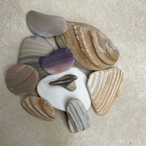 🌊 Set of 10 Calming Serenity Shells 🐚 + a shark tooth!🦈 Fidget or decor - Picture 3 of 7